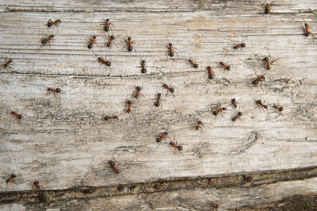 5 Ways to Prevent Carpenter Ants in Your Home