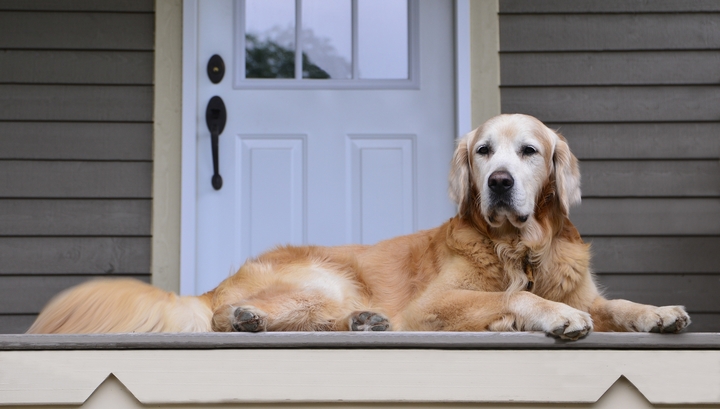 5 Tips to Make a Cozy Space for Your New Puppy!