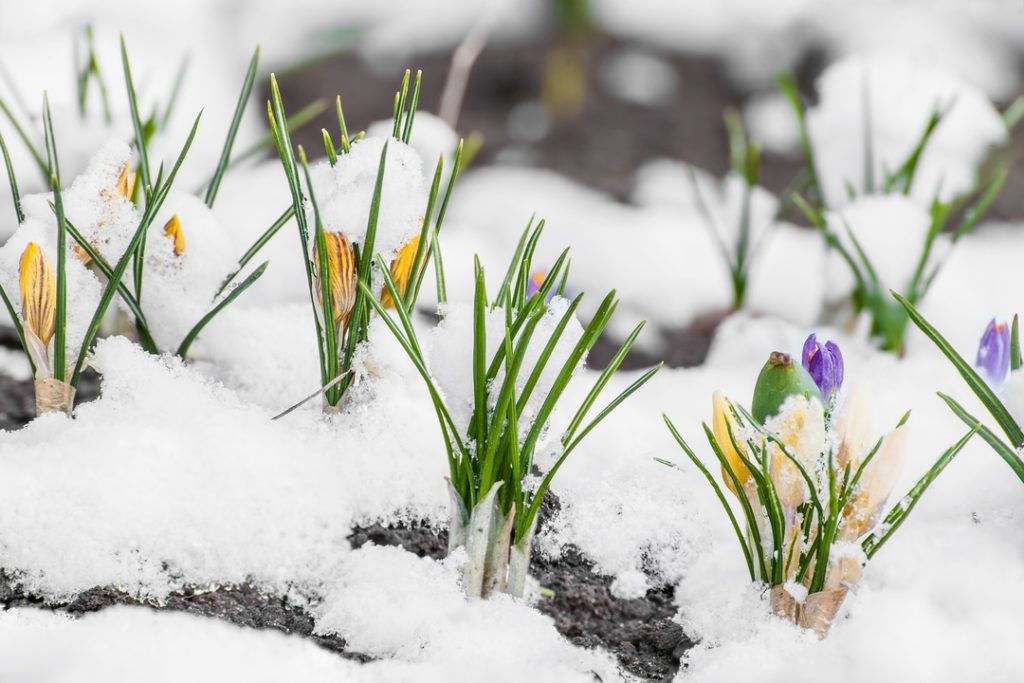 Nature vs. Winter: 4 Ways Your Lawn Can Combat the Frost