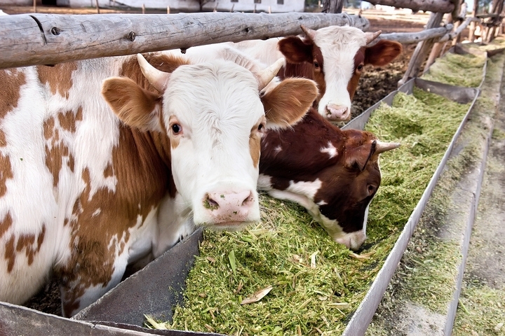A Beginner’s Guide on How to Start a Cattle Farm