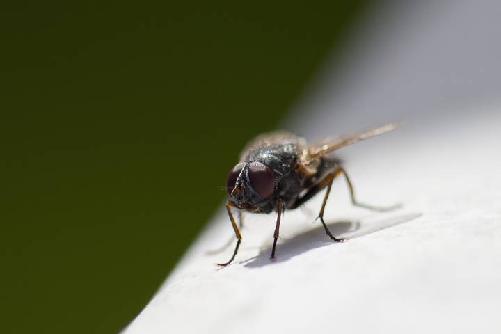 How to Get Rid of Small Black Flies